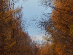 -莫尔道嘎国家森林公园