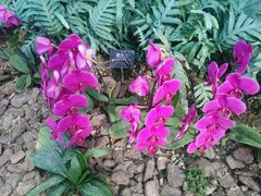 -上海鲜花港