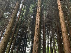 -武陵山森林公园