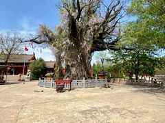 -大槐树寻根祭祖园