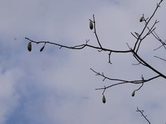 -风云岭森林公园