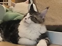-猫域·湾主题猫咖·宠物吧(南坪城市广场店)