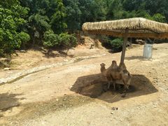 -泉州海丝野生动物世界