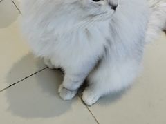 -怪兽屋·羊驼·猫咖·狗咖(俊华广场店)