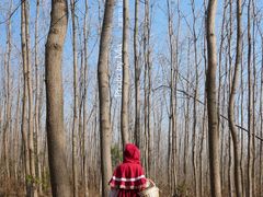 -合肥滨湖国家森林公园