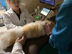 -安安宠医·安宠宠物医院