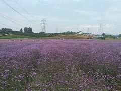 -紫颐香薰山谷景区