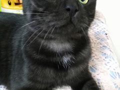 -瑞派长江宠物医院·猫科·外科·24小时夜护(谊城公寓分院)