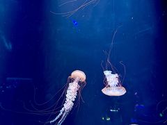 -欢乐海岸海洋奇梦馆
