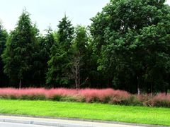 -黄海国家森林公园