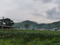 -粤秀古树庄园