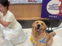 -帕帕拉兹宠物(亚洲旗舰店)