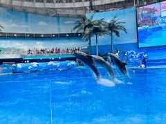 -海合安成都极地海洋公园