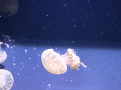 -西雅图水族馆