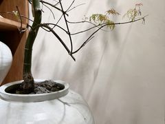 -自由生长植物工作室(深港花卉中心店)