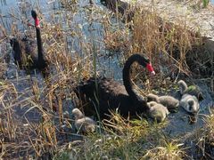 -昆山城市生态森林公园