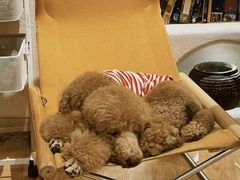 -有喵·猫咖·狗咖·30几只猫10只小狗(岗厦店)