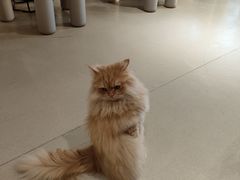 -藏猫猫咖啡主题馆(中央大道店)