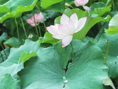 -大宁郁金香公园-停车场