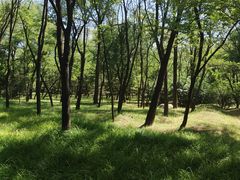 -森林公园(尖草坪区)