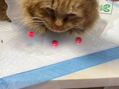 -纳吉亚猫专科动物医院博雅分院