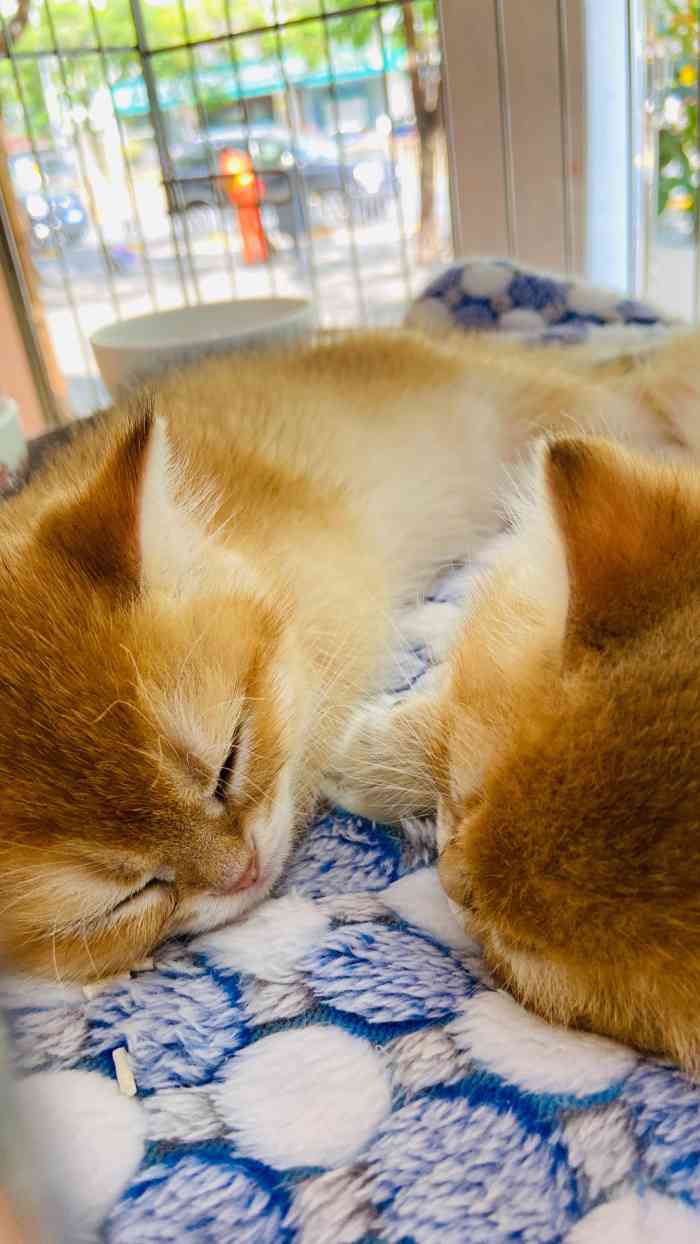 亮亮猫舍-"亮亮猫舍环境超级好,店里非常干净,服务也.