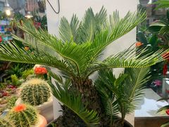 -双季花艺园艺市场(浦东店)
