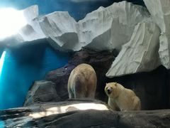 -海合安武汉极地海洋公园
