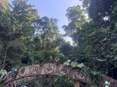 -西双版纳原始森林公园