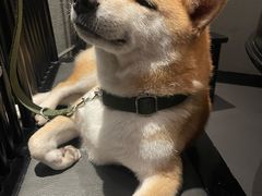 -捞王猪肚鸡火锅(财富中心店)