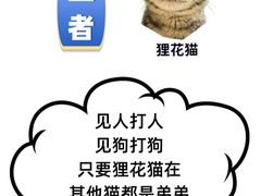 -翊宠yipet猫狗购宠庄园犬舍•猫舍