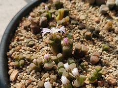 -上海市第一师范学校附属小学