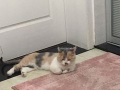 -宠颐生嘉德动物医院