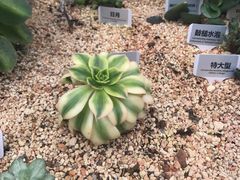 -华南国家植物园-售票处