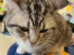 -平行世界·猫咖(首经贸店)