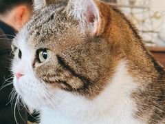 -猫小院猫主题餐厅(南锣旗舰店)