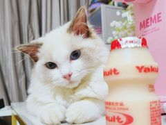 -屋虎猫馆(宝安大仟里店)