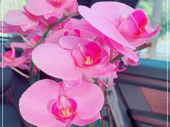 -双季花艺园艺市场(浦东店)