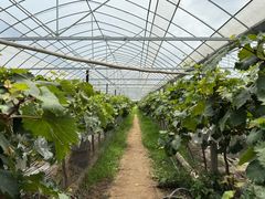 -马陆小张葡萄园农家乐