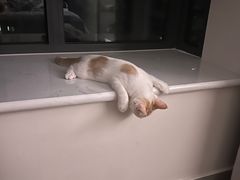 -宠福鑫康馨动物医院·骨科·眼科