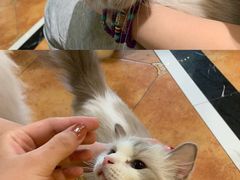 -more than meow吴止猫主题餐厅(承德 中船汇店)