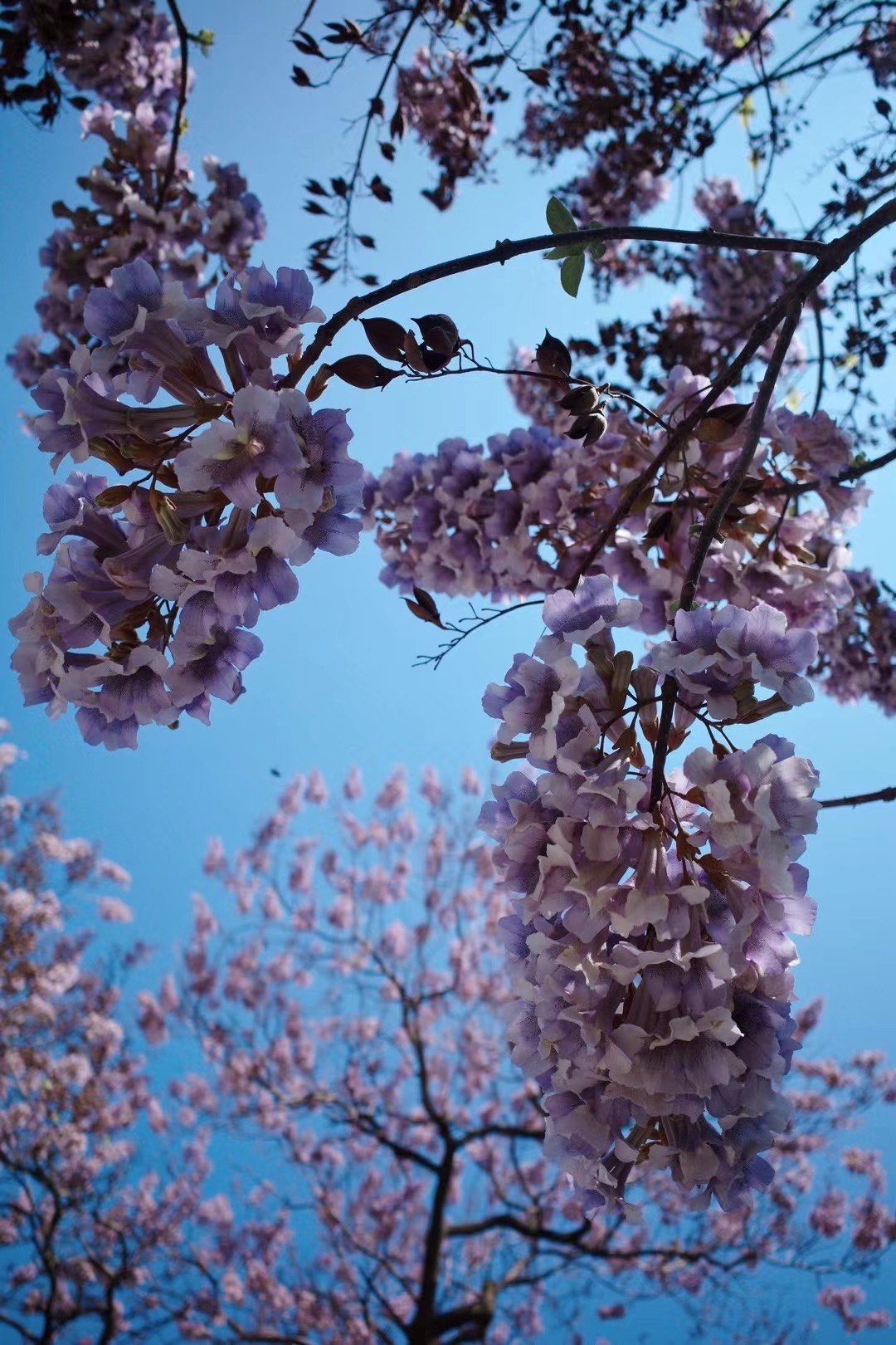 给你们看看我的生活 #春日山海徒步指南 #泡桐 #梧桐花又开 
