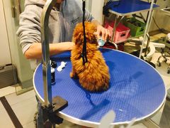 -PETKIT 小佩宠物·低压洗护·美容·寄养(安远店)