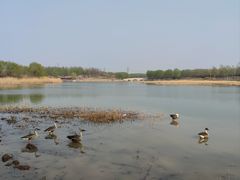 -北京麋鹿生态实验中心