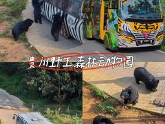 -贵州森林野生动物园