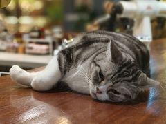 -咖法森林·咖啡  酒吧(天河店)