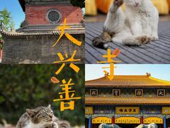 -西安大兴善寺