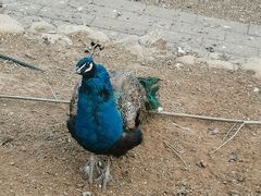 -丽泽山庄·生态怀柔菜·虹鳟鱼(红螺寺店)
