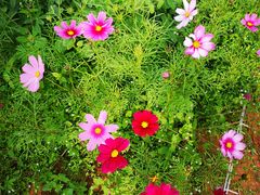 -天适樱花悠乐园