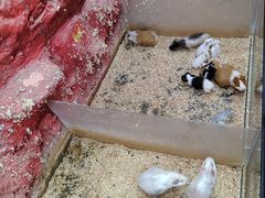 -上海大自然野生昆虫馆(东方明珠·爬宠昆虫探索中心)